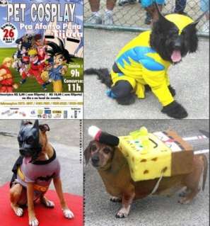 walyou-post-roundup-20-pet-festival walyou post roundup 20 pet festival Walyou Weekly Post Roundup 20