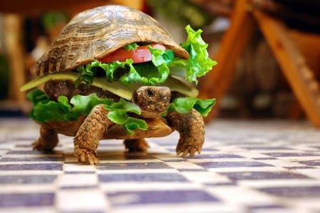 last shot tlt Turtle Hamburger with a Dubious Message