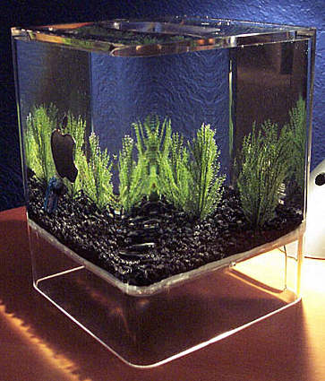 fish tank. geeky Apple Fish Tank.