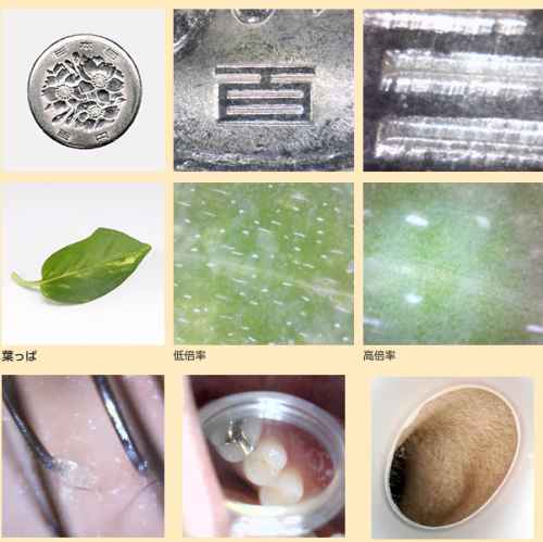 USB Microscope for Budding Scientists! usb microscope images