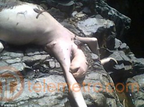 new montauk monster panama new montauk monster panama New Montauk Monster Found in Panama City
