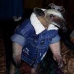 funny anteater