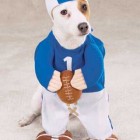 funny halloween dog costumes