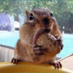 funny squirrel