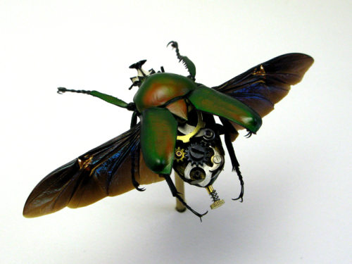 Mechanical Beetle Designs Could Be A Mad Scientists Dream Come True Beetle Dicra Mechanical Beetle Designs Could Be A Mad Scientist’s Dream Come True