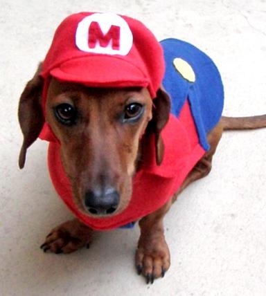 homemade princess peach costume. The Mario dog costume costs