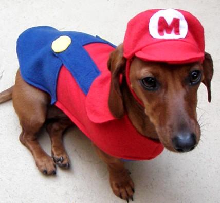 Super+funny+dog+pics funny pictures of dogs in costumes. Super+funny+dog+pics