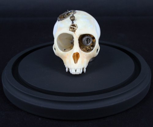 skull1 Departed Steampunk Monkey Skull Frighteningly Cool