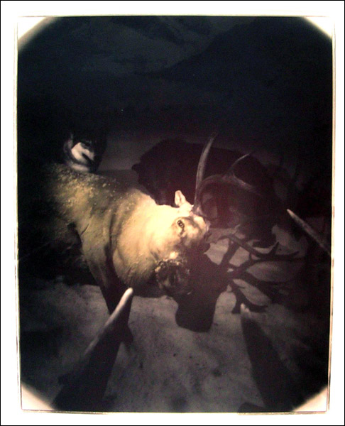 deer photo 1
