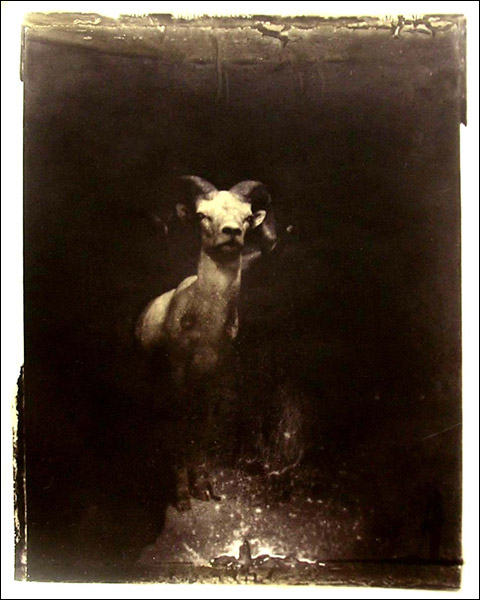 deer photo2