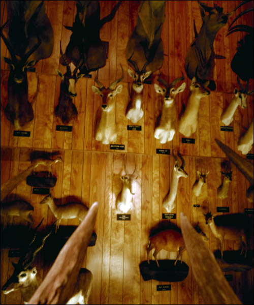 deer photo3