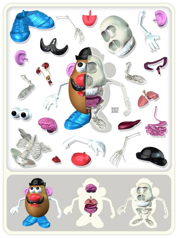 mr potato head anatomy 1 mr potato head anatomy 1