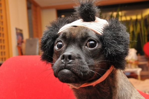 dog hairstyle. As if T-Dog needs any