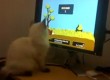 duck hunt kitten image thumb