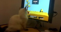 duck hunt kitten image thumb