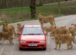 funny when animals attack videos