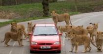 funny when animals attack videos