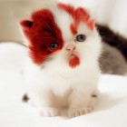 kratos god of war kitten image thumb