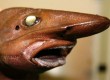 monster fish in the abyss