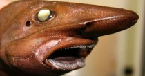 monster fish in the abyss