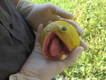 real pacman creature