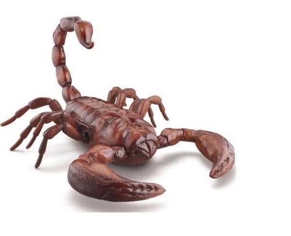 remote control scorpion The Remote Controlled Scorpion