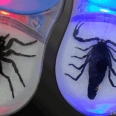 Tarantula and Scorpion Computer Mouse