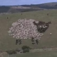 LED Light Artwork Made with Sheep