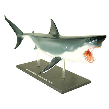 great white shark 3d model