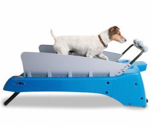 pet dog treadmill