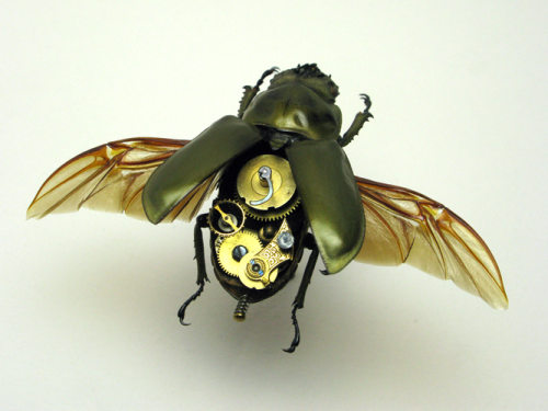 Beetle Rosenbergi