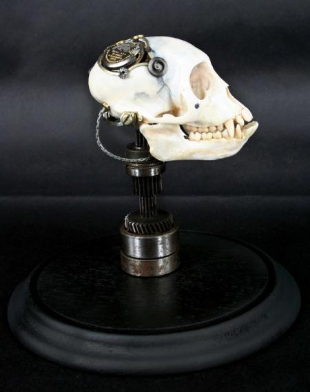 Departed - Vervet Monkey Skull