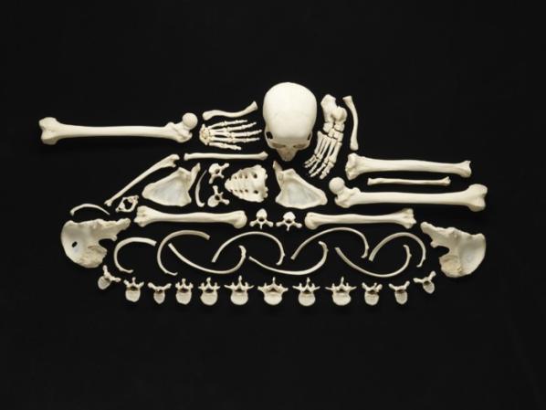 Real Skeleton Art
