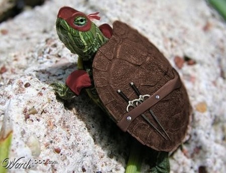 the real ninja turtle image thumb