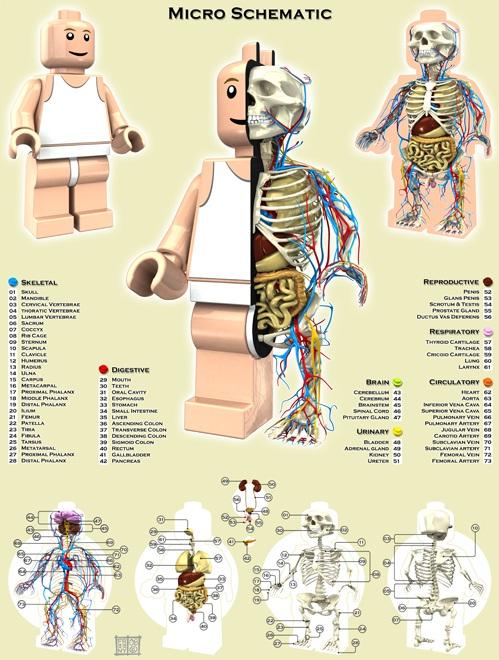 lego figurines anatomy design image