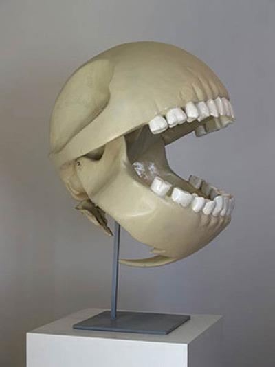 pacman skull anatomy image